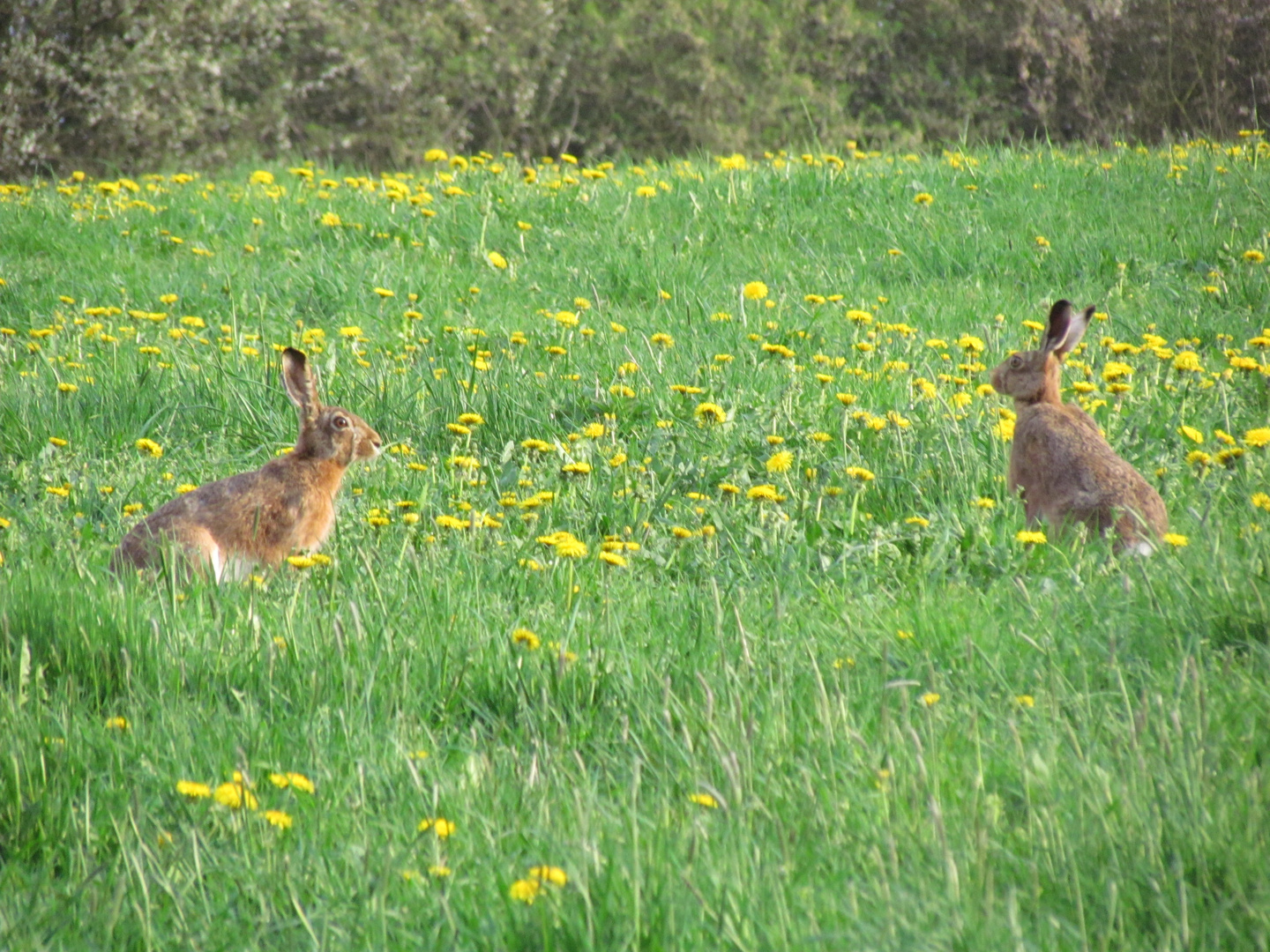 Hoppelhäschen