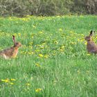 Hoppelhäschen