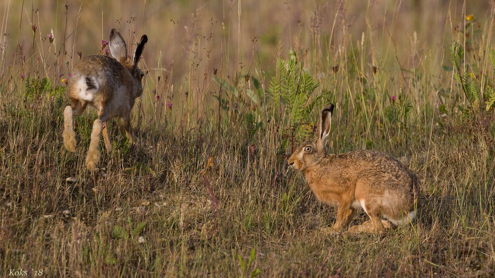 Hoppelhase