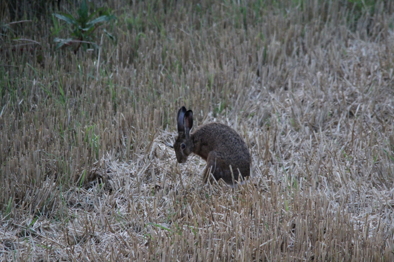 Hoppelhase