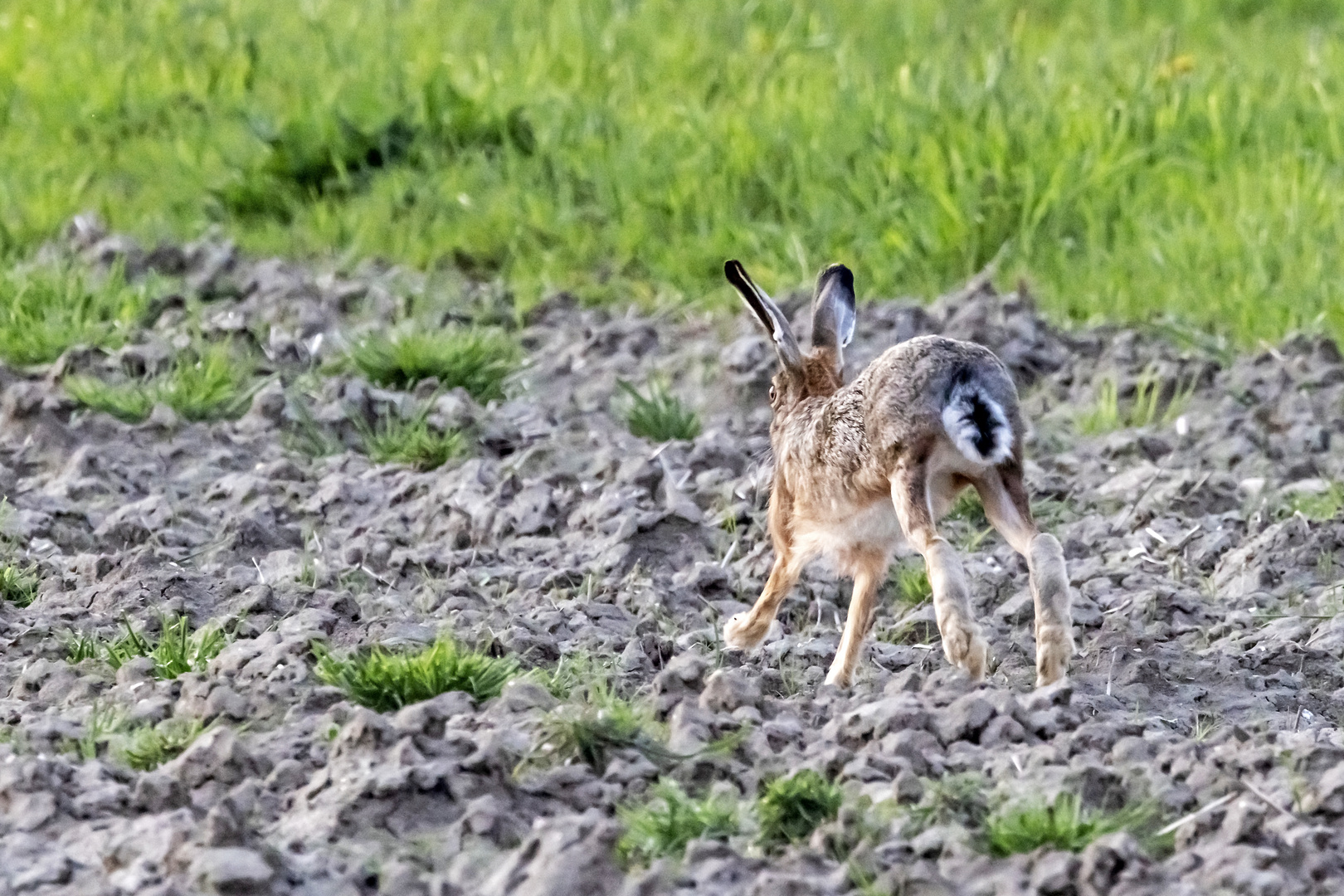 Hoppelhase