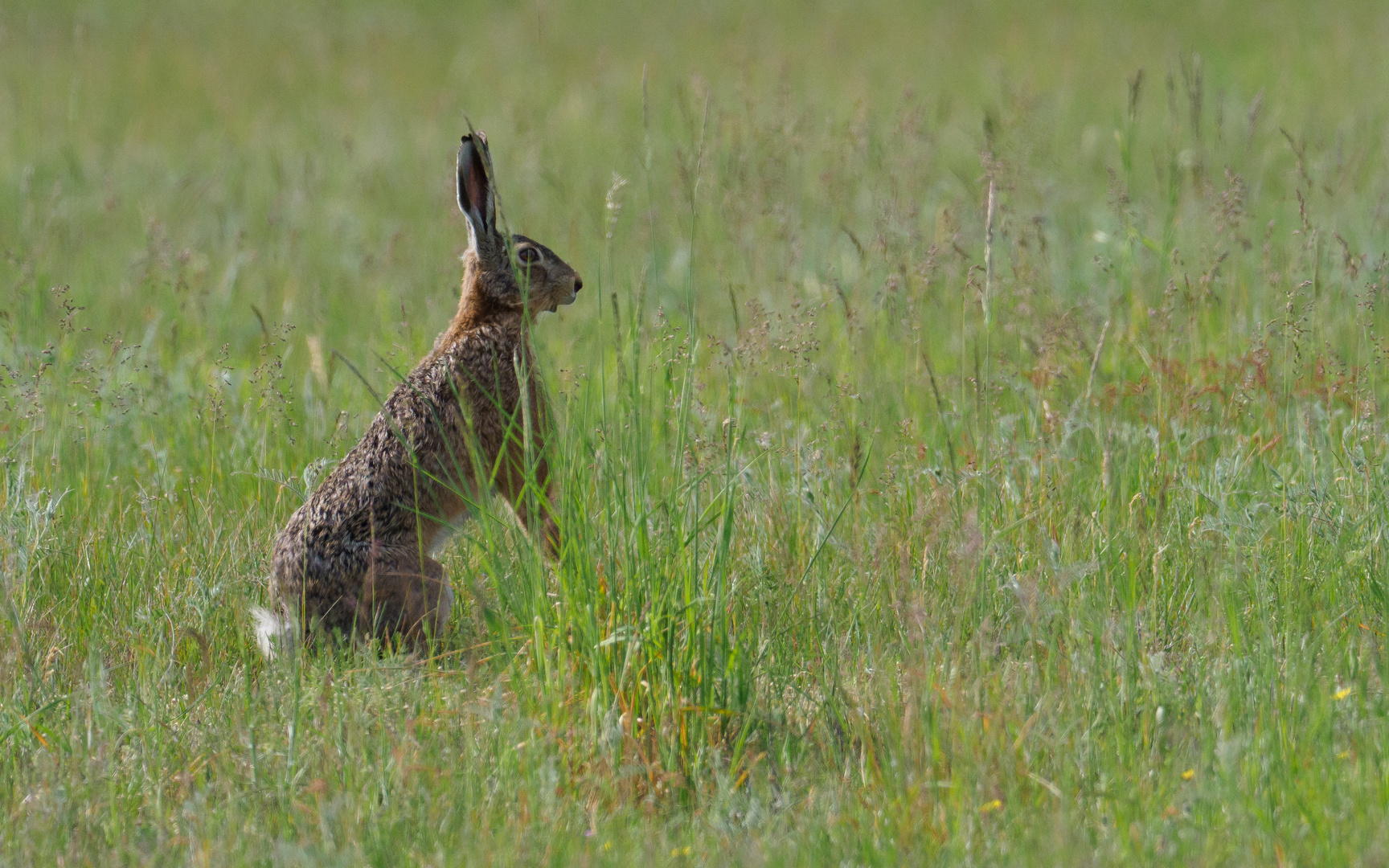 Hoppelhase Hans