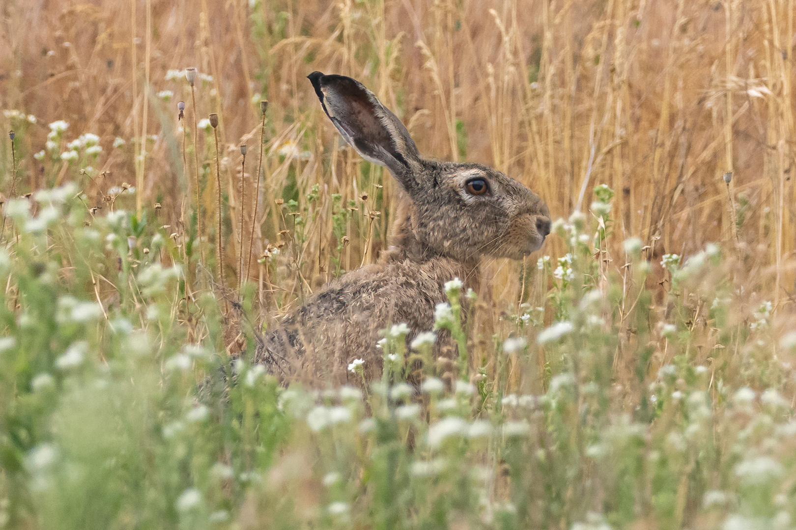 Hoppelhase Hans