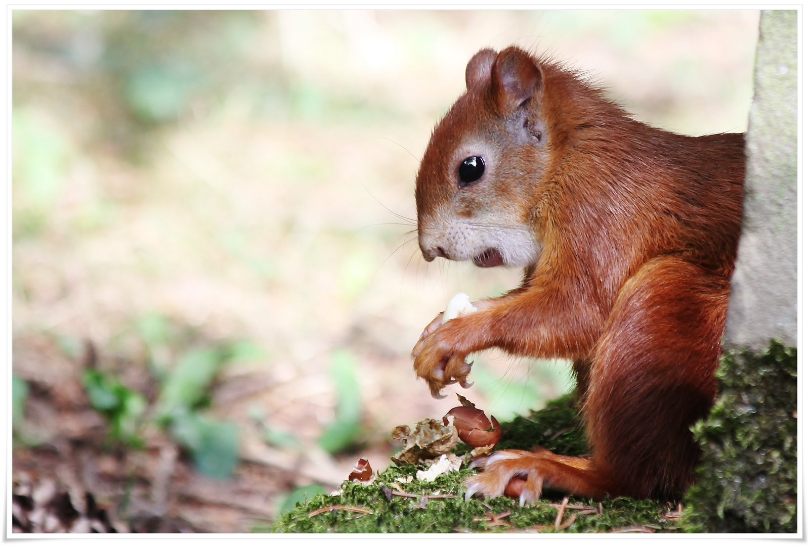 Hoppenlau - Hörnchen