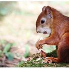 Hoppenlau - Hörnchen