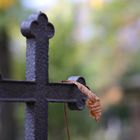 Hoppenlaufriedhof Stuttgart