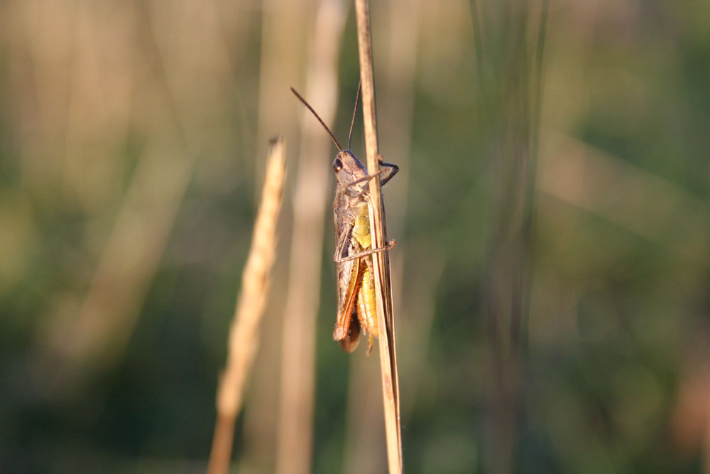 Hopper