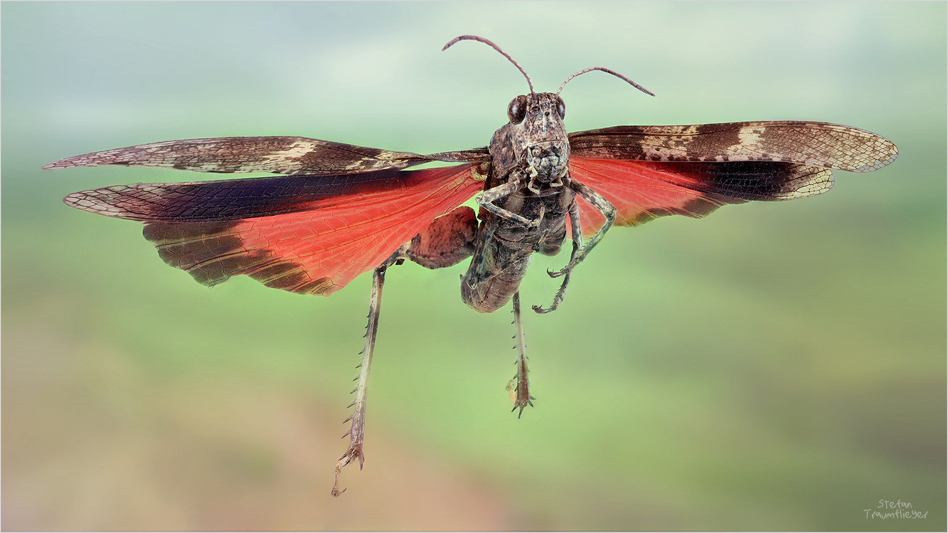 HopperFly Foto & Bild tiere, wildlife, insekten Bilder auf