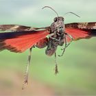 Hopper-Fly