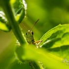 Hopper - Grashüpfer