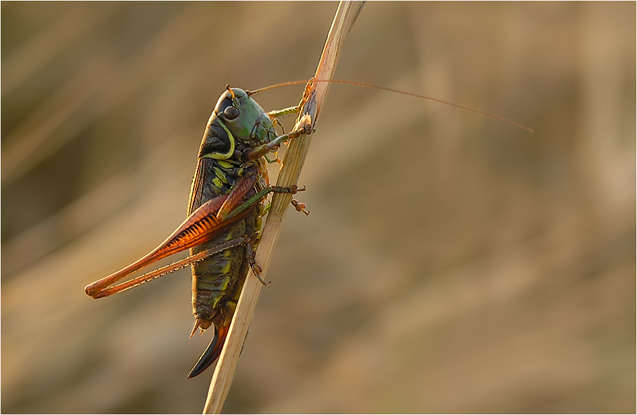 Hopper im Abendlicht