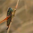 Hopper im Abendlicht