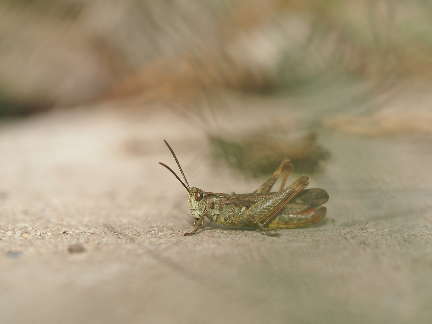 Hopper mit "Echo"