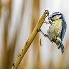 "HOPPERLA ..... WAR ICH DAS ETWA"?