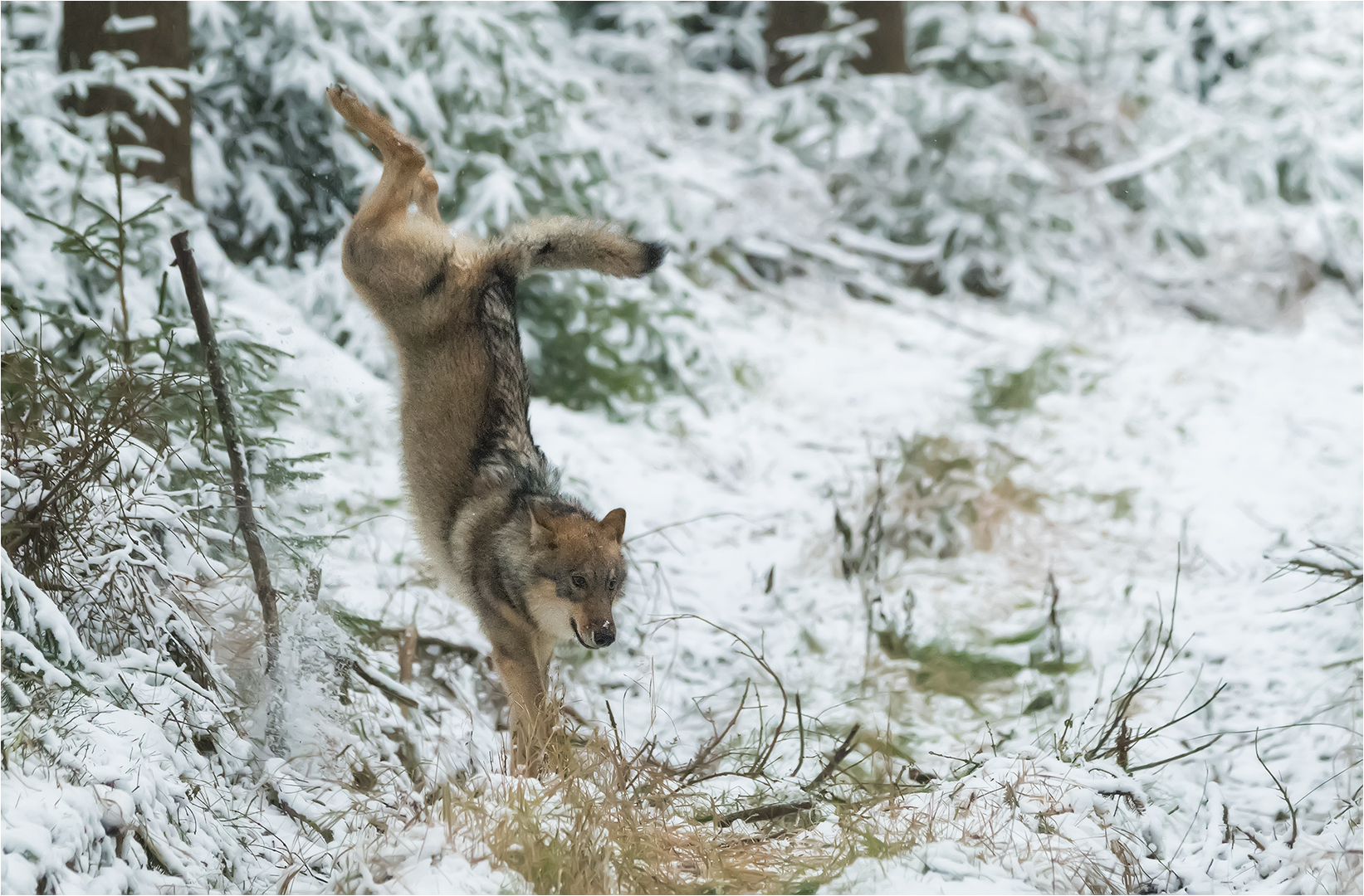 Hoppla!