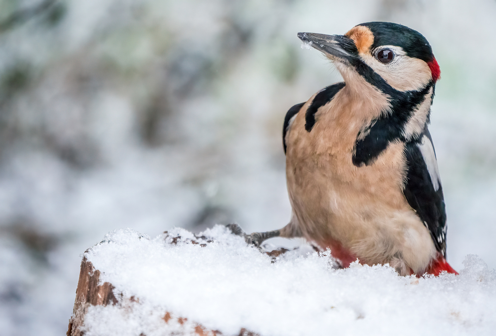 "HOPPLA - DAS IST JA SCHNEE" 