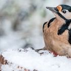 "HOPPLA - DAS IST JA SCHNEE" 