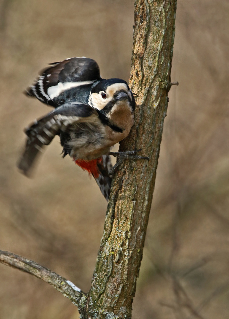 "Hoppla ..... der haut ab"