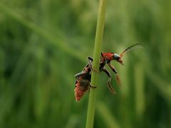 Hoppla! Festhalten! Tolpatschiger Käfer P5290388