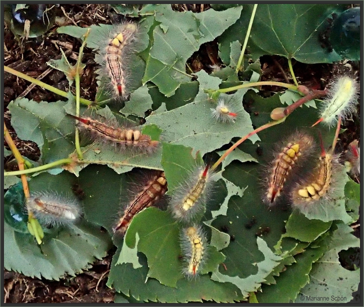 Hoppla... jetzt haben ein paar gelbe Raupen die Farbe gewechselt...