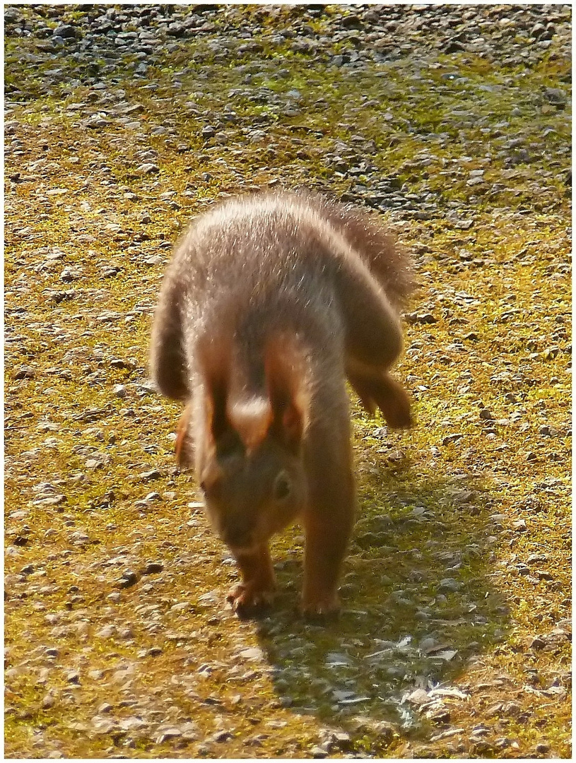 Hoppla, kleines Eichhörnchen !