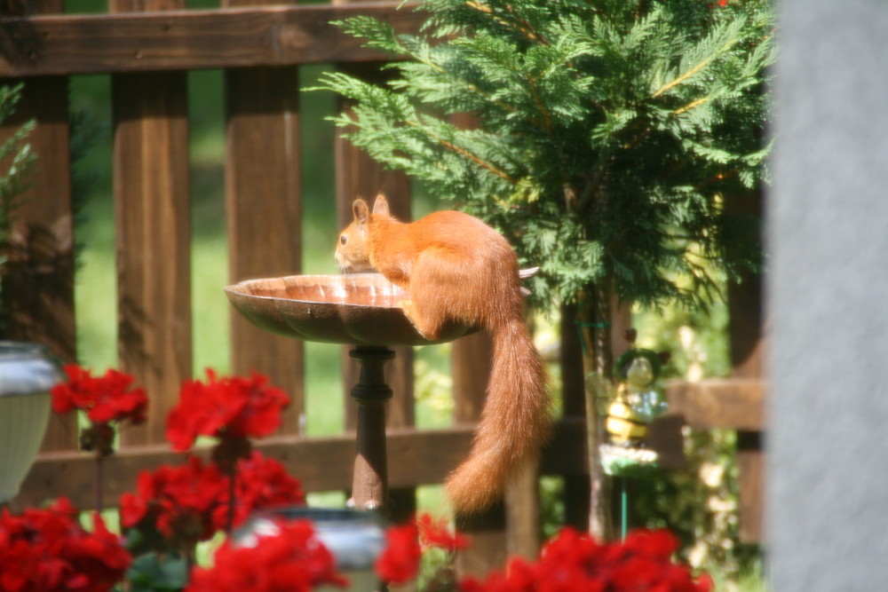 Hoppla seltsamer Vogel in der Tränke ....