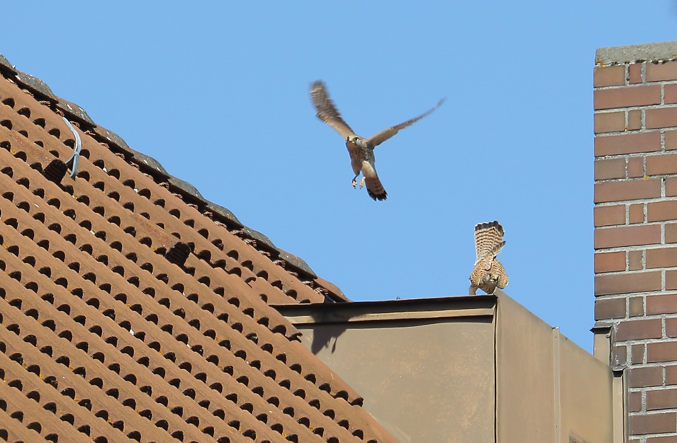 "HOPPLA" und jetzt haut der Herr wohl ab?  (Turmfalken Paarung Bild 3 von 4)