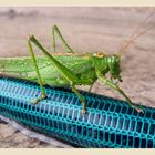 Hoppla, wer haben wir wieder auf Besuch. Ein grünes Heupferd (Tettigonia viridissima)