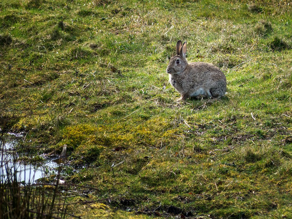 Hoppler am Wegesrand