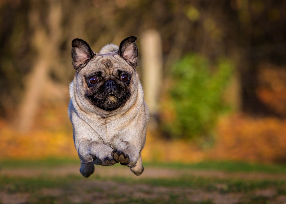 Mops