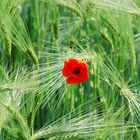 Horcherin im Feld