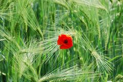 Horcherin im Feld