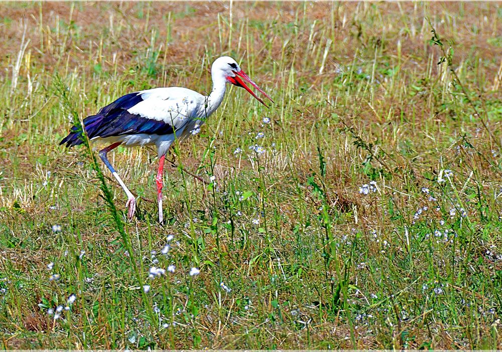 „Horcht!“ sprach der Storch . . . 