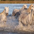 Horde camarguaise