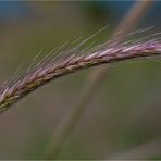 Hordeum bulbosum, umgangsprachlich Knollen-Gerste