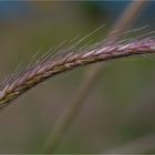 Hordeum bulbosum, umgangsprachlich Knollen-Gerste