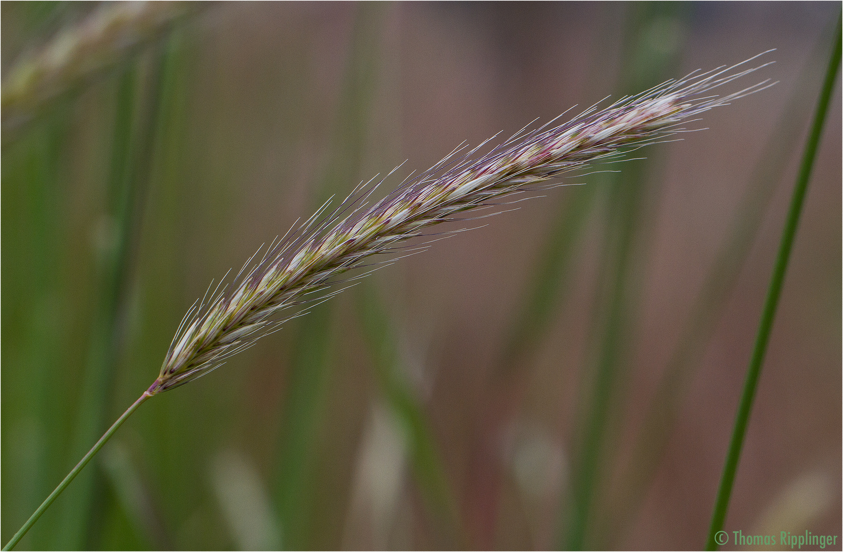 Hordeum bulbosum, umgangsprachlich Knollen-Gerste..