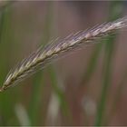 Hordeum bulbosum, umgangsprachlich Knollen-Gerste..