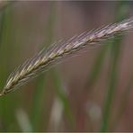 Hordeum bulbosum, umgangsprachlich Knollen-Gerste..