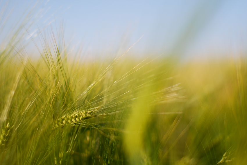 Hordeum Spaß