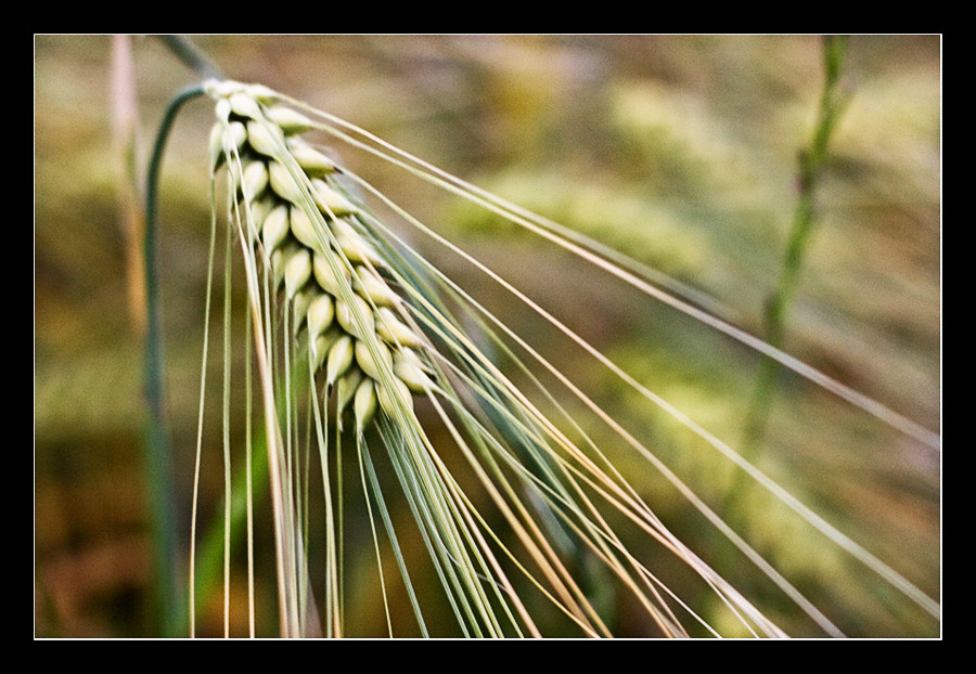 Hordeum vulgare