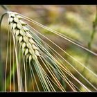 Hordeum vulgare