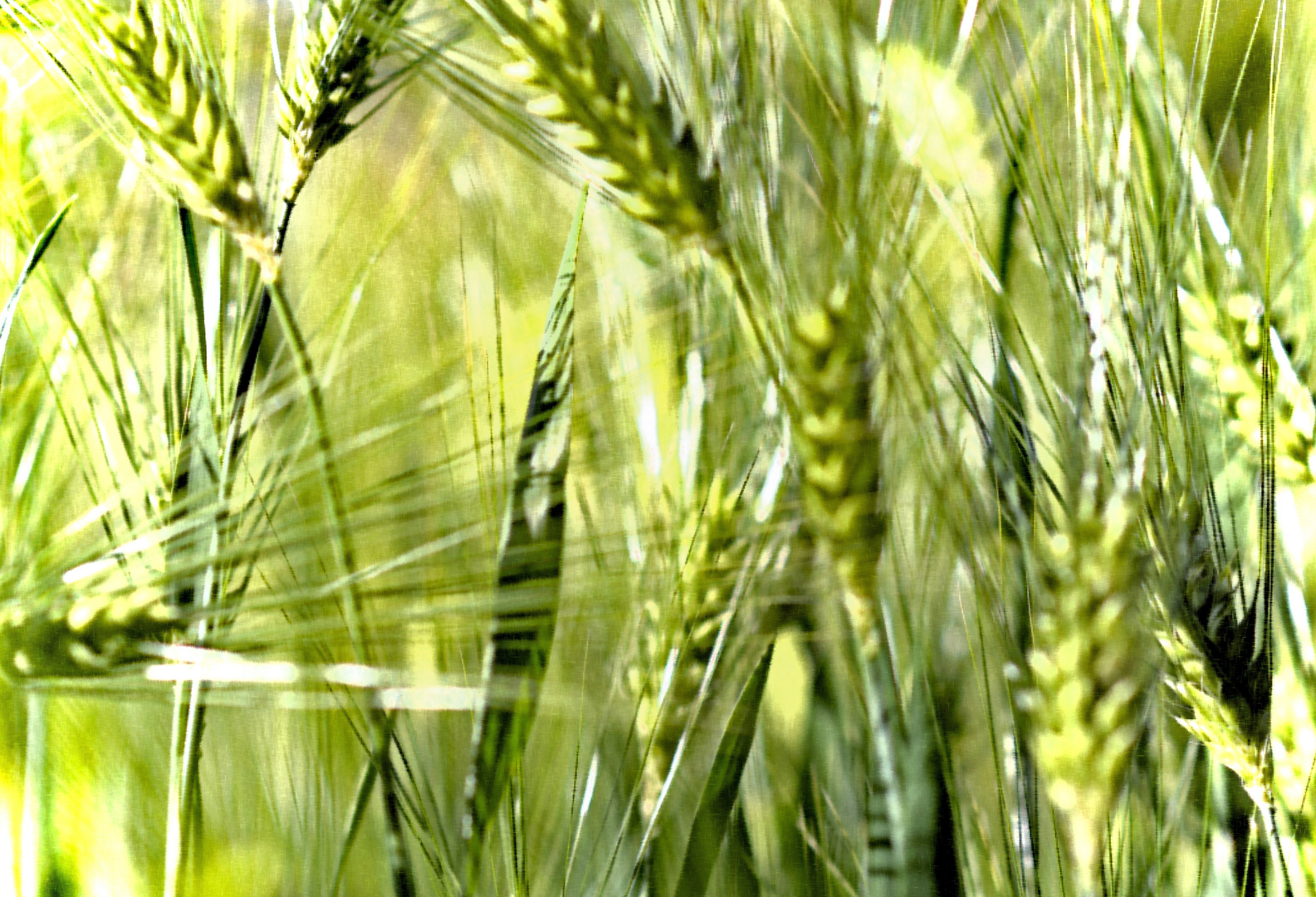 Hordeum_vulgare