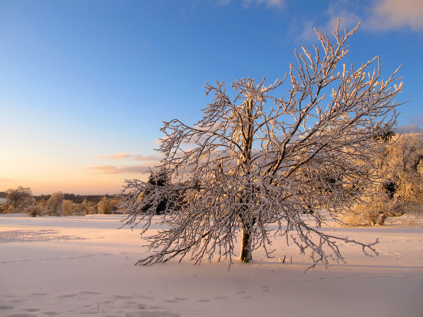 Horeodskopf winterlich