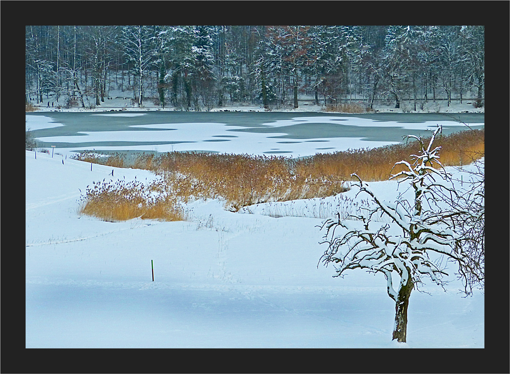 Horgener Bergweiher