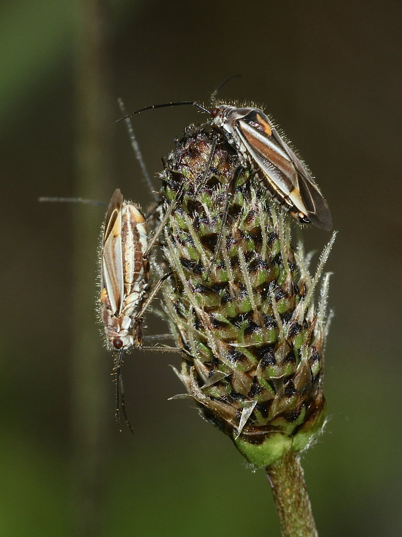 HORISTUS ORIENTALIS, eine Weichwanze (Fam. Miridae) ohne deutschen Namen