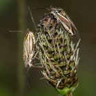 HORISTUS ORIENTALIS, eine Weichwanze (Fam. Miridae) ohne deutschen Namen