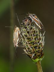 HORISTUS ORIENTALIS, eine Weichwanze (Fam. Miridae) ohne deutschen Namen