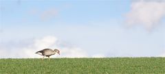 Horizont mit Gans