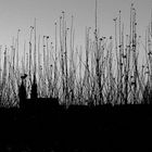 Horizont von Basel mit Basler Münster in SW